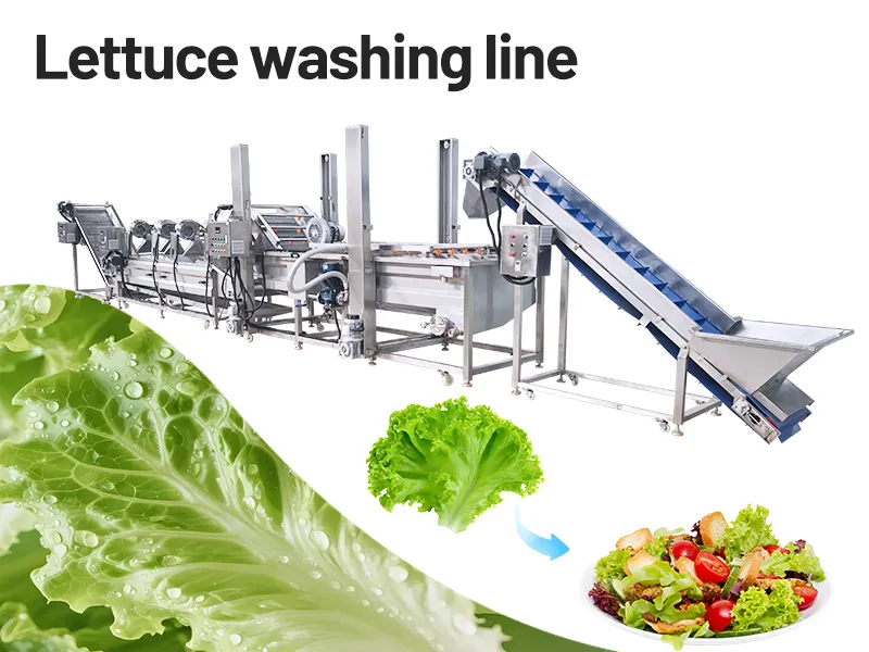 Argentina 300 kg/h lettuce washing line for vegetable salad processing